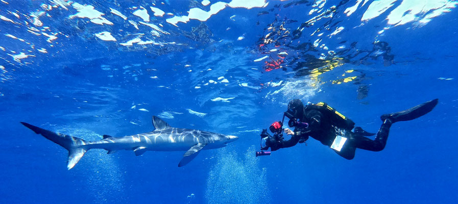 blue shark @ Azores - picture by Markus Jimi Ivan