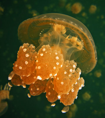 "golden jellyfish" in Ongeim'l Tketau - "Jellyfish Lake" - picture by Markus Jimi Ivan - jimiivan.at 2020