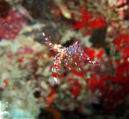 clear cleaner shrimp or red-white cleaner shrimp  (Urocaridella antonbruunii) - picture by Markus Jimi Ivan - jimiivan.at 2020