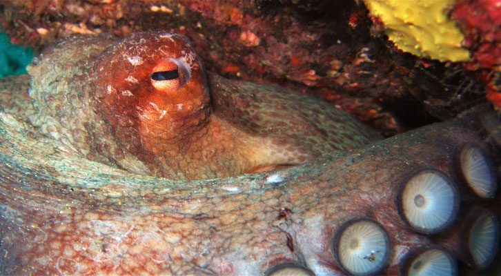 Oktopus - octopoda - pic by Markus Jimi Ivan