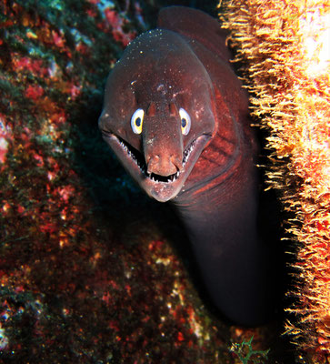 moray eel @ Azores - picture by Markus Jimi Ivan