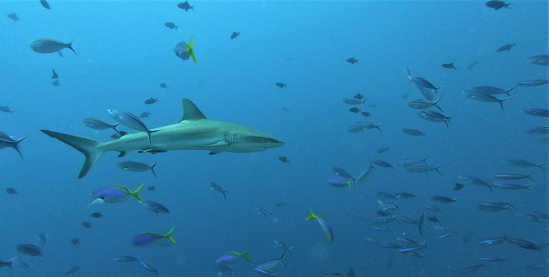 grey reef shark (Carcharhinus amblyrhynchos) - picture by Markus Jimi Ivan - jimiivan.at 2020