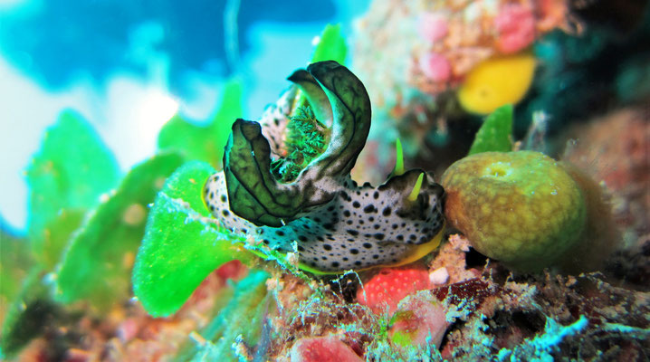 gray norse god nudibranch (Notodoris serenae) - picture by Markus Jimi Ivan - jimiivan.at 2020