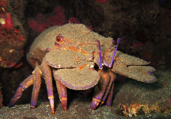 slipper lobster @ Azores - picture by Markus Jimi Ivan