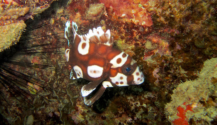 juvenile of harlequin sweetlip  (Plectorhinchus chaetodonoides) - picture by Markus Jimi Ivan - jimiivan.at 2020