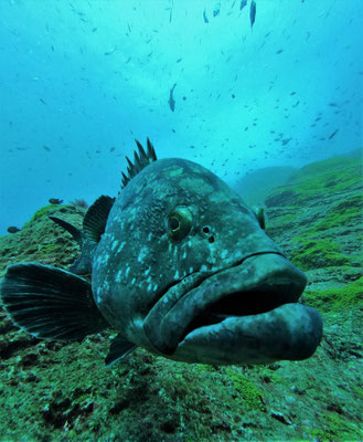 grouper @ Azores - picture by Markus Jimi Ivan