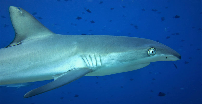 grey reef shark with funny nose (Carcharhinus amblyrhynchos) - picture by Markus Jimi Ivan - jimiivan.at 2020