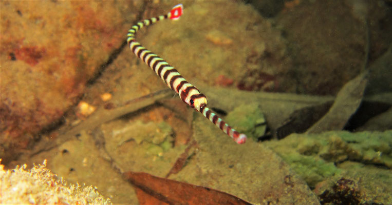 banded pipefish or ringed pipefish (Dunckerocampus dactyliophorus) - picture by Markus Jimi Ivan - jimiivan.at 2020