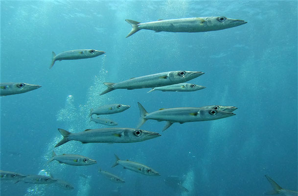 bigeye barracuda (Sphyraena forsteri) - picture by Markus Jimi Ivan - jimiivan.at 2020