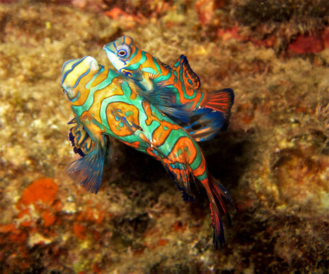 mandarinfish (Synchiropus splendidus) - picture by Markus Jimi Ivan - jimiivan.at 2020