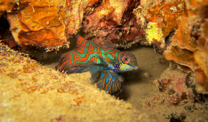 mandarinfish (Synchiropus splendidus) - picture by Markus Jimi Ivan - jimiivan.at 2020