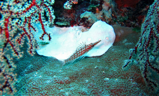 longnose hawkfish (Oxycirrhites typus) - picture by Markus Jimi Ivan - jimiivan.at 2020