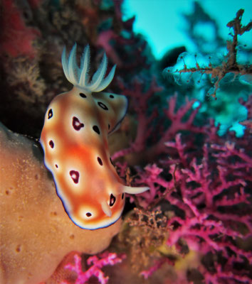 Goniobranchus leopardus - picture by Markus Jimi Ivan - jimiivan.at 2020