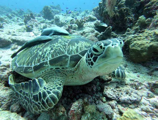 green sea turtle (Chelonia mydas) - picture by Markus Jimi Ivan - jimiivan.at 2020