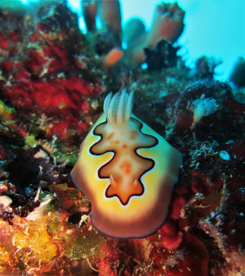 Goniobranchus coi - picture by Markus Jimi Ivan - jimiivan.at 2020