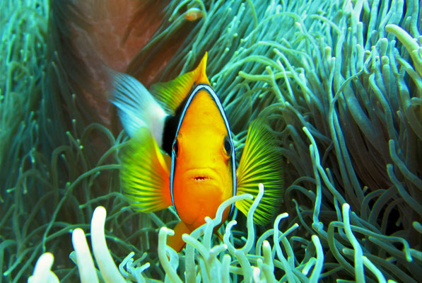 Clark's anemonefish (Amphiprion clarkii) - image by Markus Jimi Ivan - jimiivan.at 2020