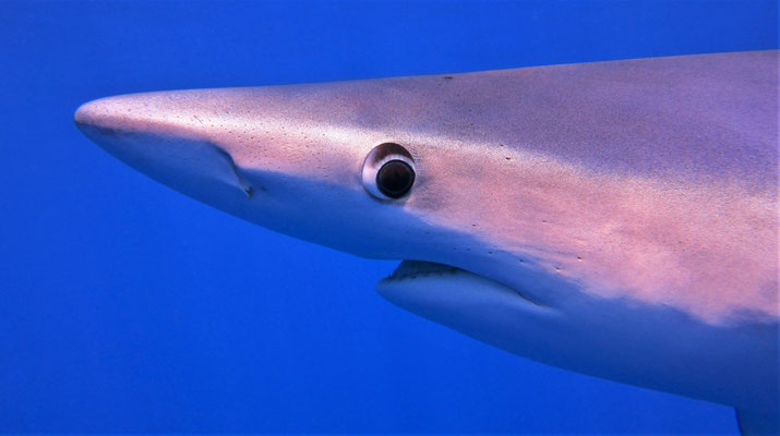 blue shark @ Azores - picture by Markus Jimi Ivan