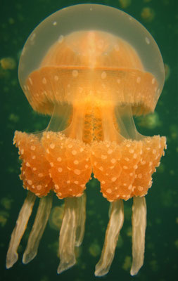 "golden jellyfish" in Ongeim'l Tketau - "Jellyfish Lake" - picture by Markus Jimi Ivan - jimiivan.at 2020