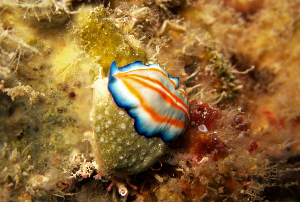 flatworm (Platyhelminthes) - picture by Markus Jimi Ivan - jimiivan.at 2020