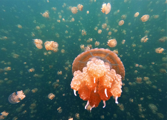 "golden jellyfish" in Ongeim'l Tketau - "Jellyfish Lake" - picture by Markus Jimi Ivan - jimiivan.at 2020