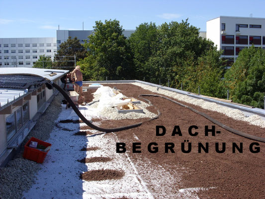 Dachbegrünung