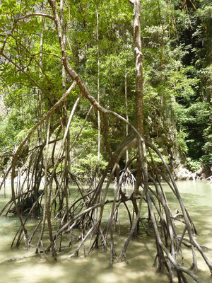 la mangrove