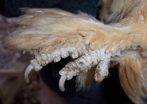 Kalkbeinmilben - Seidenhühner mit Persönlichkeit