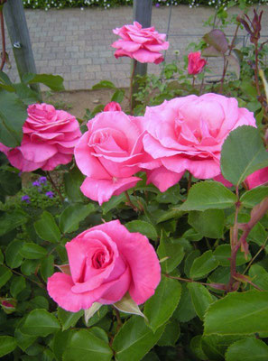芳純 Hohjun (rich scent), at the rose garden of KANA GARDEN, 6 May, 2015