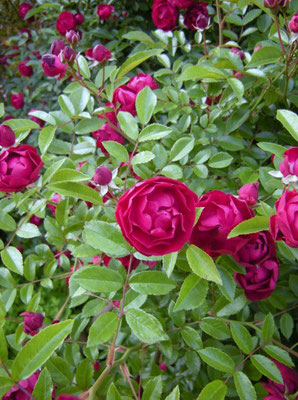 紅玉 (Kohgyoku), at the rose garden of KANA GARDEN, 26 May, 2011