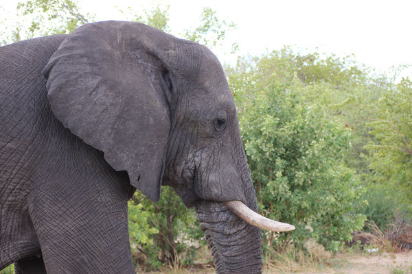 Ein Elefant am Straßenrand