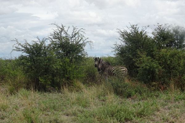 Zebras am Straßenrad