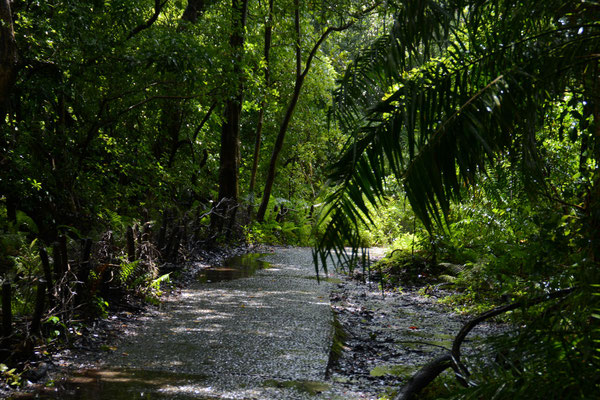 Regenwald um die Victoria Fälle