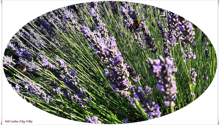 Lavendelherzen / Lavendel