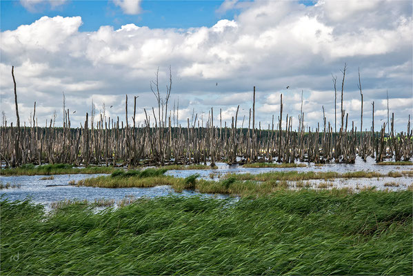 das Achterwasser auf Usedom ist eine Lagune des in die Ostsee mündenden Peenestroms