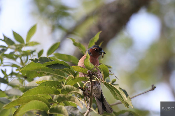 Pinson des arbres