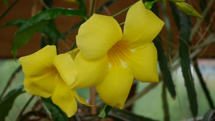 Allamanda (Dschungelglocke)