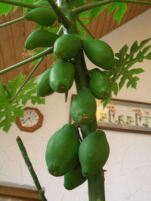 Papaya Sorte carica gut fruchtend von herrlichem Geschmack