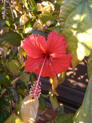 Hibiscus Cooperi 