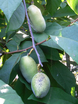 Asimina triloba (Indianerbanane) Herkunft Nordamerika 