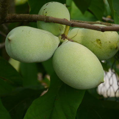 Asimina triloba / Indianerbanane - Sorte Sunflower