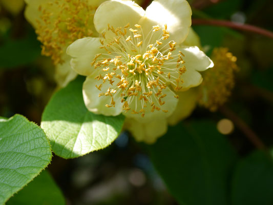 Männliche Blüte - viele Staubgefäße