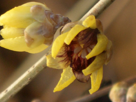 Chinesische Winterblüte