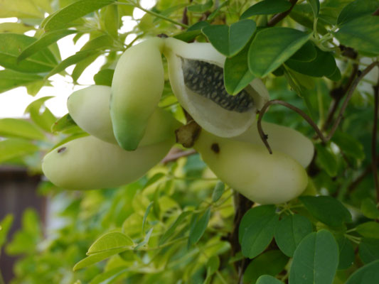 Weiße Akebie mit reifenden Früchten