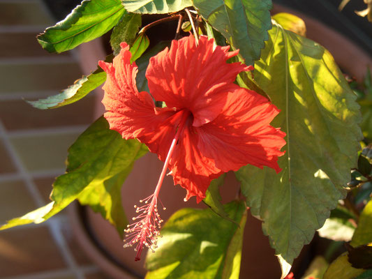 Hibiscus Cooperi