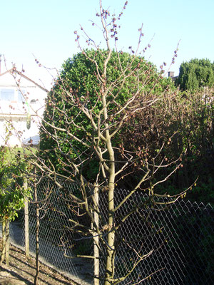 Blüten Mitte April
