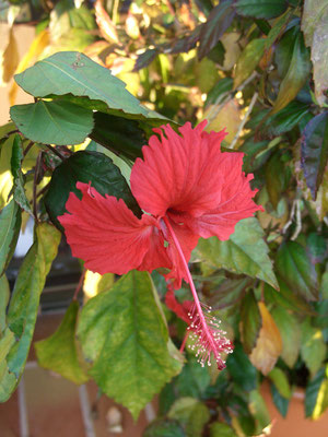 Hibiscus Cooperi