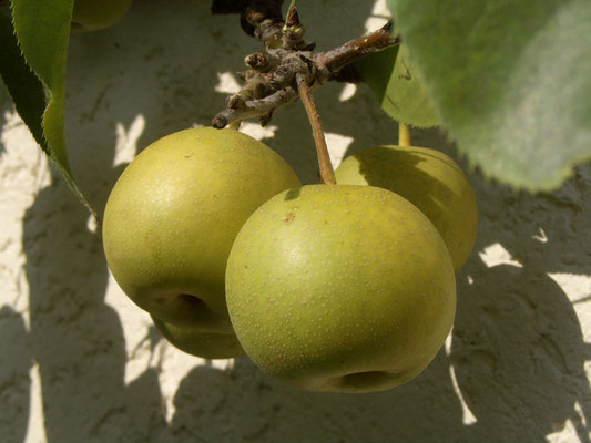 Nashi Shinseiki Herkunft Japan - Kreuzung von Apfel und Birne - saftig und schmackhaft