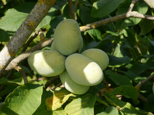 Indianerbanane Asimina triloba - Sorte Sunflower