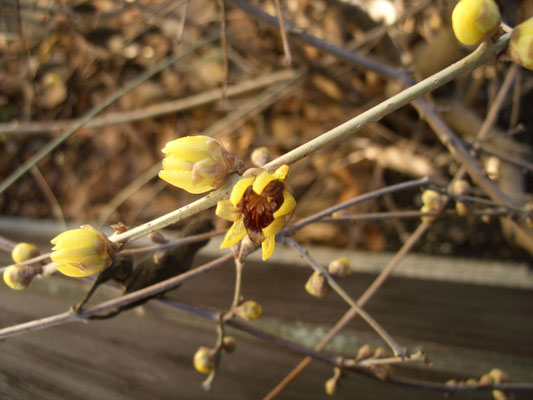 Winterblüte z. Jahreswechsel