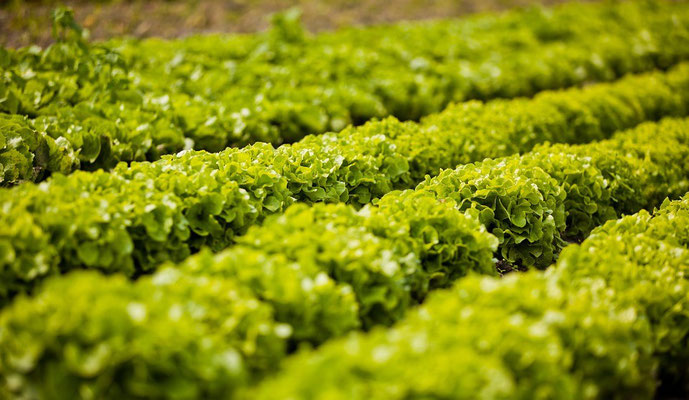 nos jeunes plants potagers